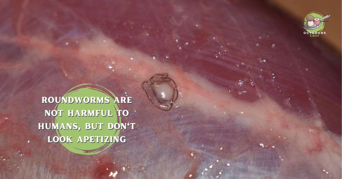 Can You Eat Raw Venison